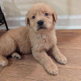Cupid - Golden male Golden Retriever puppy in Pamplin, Virginia from Hope & Joy Acres