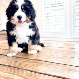 Bernese Mountain Dog Puppies from Golden Willow Puppies