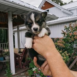 Yancy - Black and tan male Pembroke Welsh Corgi puppy in Coleman, Michigan from Salt Creek Farm Dogs