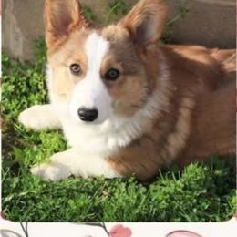 Steel - Pembroke Welsh Corgi