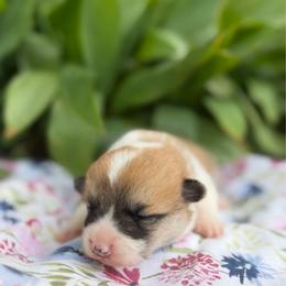 Gigi - Red female Pembroke Welsh Corgi puppy in Sheldon, Missouri from Clearsky Corgis