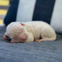 Duke Hudson - Cream male Goldendoodle puppy in Greenville, North Carolina from ENC Goldendoodles