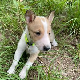 Chocobo - Sable and white female Collie puppy in Bamberg, South Carolina from Shakhor Ohr Collies and Pomeranians