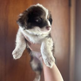 Miniature Australian Shepherd Puppies from Macks Mini Aussies
