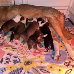 Collie Puppies from Vintage Collies
