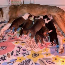 Collie Puppies from Vintage Collies