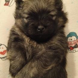 Taz - Chocolate and tan male Pomeranian puppy in Eureka Springs, Arkansas from Maple Hills Poms