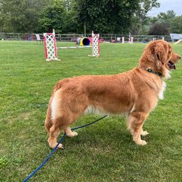 Poppy - Golden Retriever