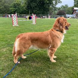 Poppy - Golden Retriever