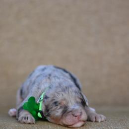 Light green collar female - Merle female Bernedoodle puppy in Scottsboro, Alabama from Dixie Land Doodles