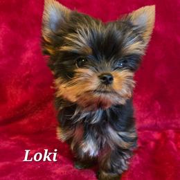 Loki - Black and gold male Yorkshire Terrier puppy in Luray, Tennessee from Little Angel Yorkies
