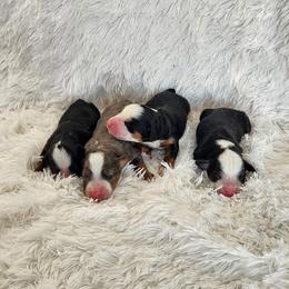Onyx - Tri-color male Bernedoodle puppy in Norcross, Georgia from Teddy Puppies