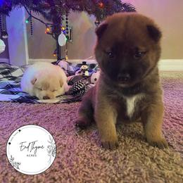 Shiba Inu Puppies from EndThyme Acres