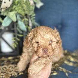 Blue boy - Apricot male Cavapoo puppy in Southside, West Virginia from Double Diamond Cavapoos