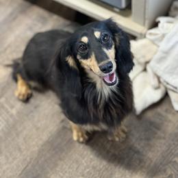 Bonnie - Dachshund
