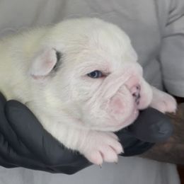Bulldogs from Freeway Bullies