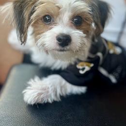 Ziggy - Yorkipoo