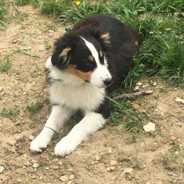 Australian Shepherd and Treeing Walker Coonhound All Grown Up from Bluegrass BET Aussie’s