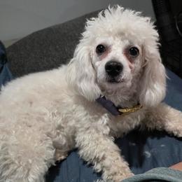 Lily - White female Bichon Frise puppy in Eaton Rapids, Michigan from JMs Bichons
