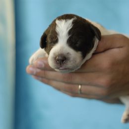Lagotto Romagnolo Puppies from Morena
