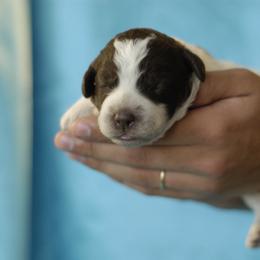Lagotto Romagnolo Puppies from Morena