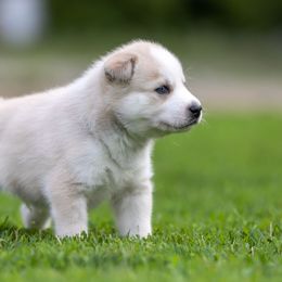 Siberian Husky Puppies from Lilbearshuskies