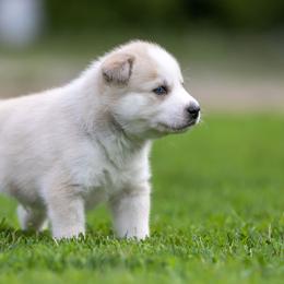 Siberian Husky Puppies from Lilbearshuskies