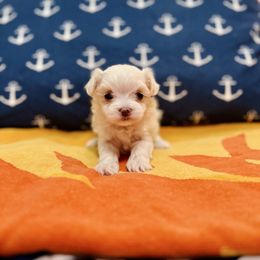 Nani - White female Maltese puppy in Homestead, Florida from Princess’s Maltese Palace