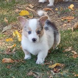 American Corgi and Pembroke Welsh Corgi Puppies from Faery Mount Farm