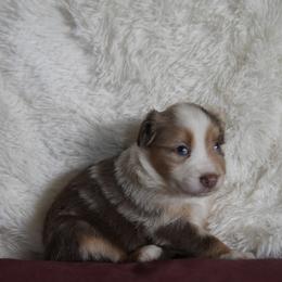 Miniature Australian Shepherd Puppies from Moss Hill Aussies