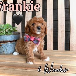 Frankie - Red male Cavapoo puppy in Runaway Bay, Texas from Green Ranch Doodles