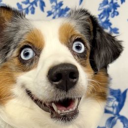 Miniature Australian Shepherds from Dandies Herding Buddies