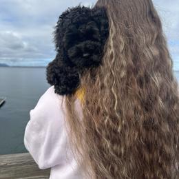 Mr.Grinch - Black male Cockapoo puppy in Deming, Washington from Heavenly Puppies to Love