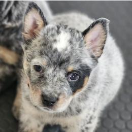 AKC Champion Bloodline Australian Cattle Dog - Pink Collar Girl - Blue female Australian Cattle Dog puppy in Cassatt, South Carolina from B & E Farms