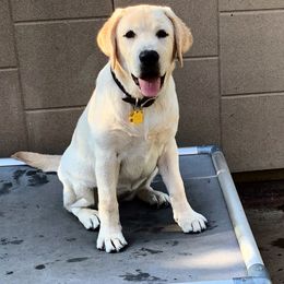 Labrador Retriever Puppies from Top Gun Labradors
