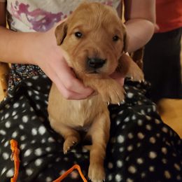 Yellow - Dark golden female Golden Retriever puppy in Lanesboro, Minnesota from Eagle Ridge Golden Retrievers