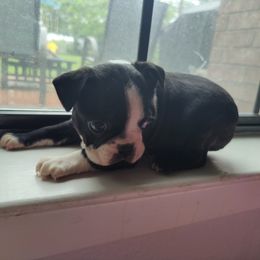 Boston Terrier Puppies from Beulah's Bostons
