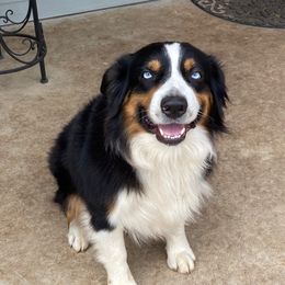 Cash - Miniature Australian Shepherd