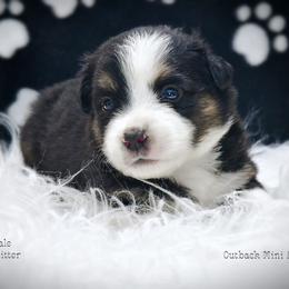 Sexy - Black tri-color male Australian Shepherd puppy in Ranger, Texas from Outback Mini Aussies