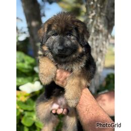 Scarlett - Black and red female German Shepherd puppy in Hesperia, California from Von Geesa