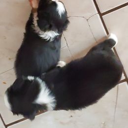 Chihuahua and Toy Australian Shepherd Puppies from Glidwell Ranch