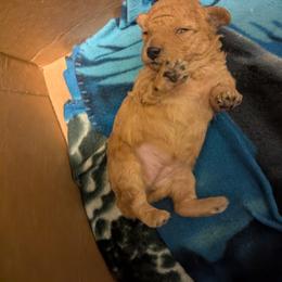 Pumpkin - Apricot female Poodle puppy in Martin, Tennessee from TNT PUPPIES
