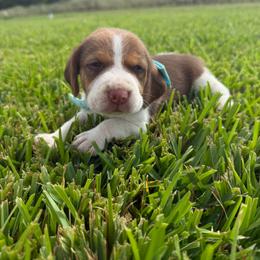 Girl 3 - Red and white female Beagle puppy in Dime Box, Texas from Kuehlers Kavaliers