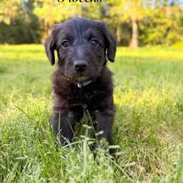 Wyatt Earp (Mini Size) - White and black male Bordoodle puppy in Mulino, Oregon from Korbella Farm