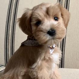 Male 1 - Wheaten male Miniature Schnauzer puppy in Mc Allen, Texas from True Love Schnauzers