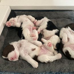 English Springer Spaniel Puppies from Ivy Hill English Springer Spaniels