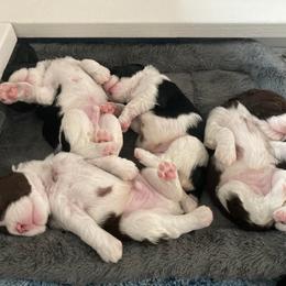 English Springer Spaniel Puppies from Ivy Hill English Springer Spaniels