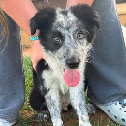 Torque - Black and white male Border Collie puppy in Cleveland, North Carolina from Morning Glory Farm-border collies/Beyond Brilliant Dog Co.