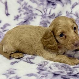Cream Male Longhair Possible Soft Wire - Cream male Dachshund puppy in Cleveland, Tennessee from Kelly's Doxie Farm