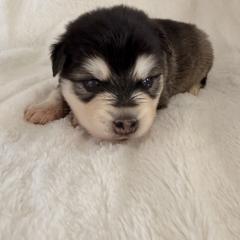 Cupid - Black and white female Alaskan Klee Kai puppy in Richlands, North Carolina from Regal Alaskan Klee Kai